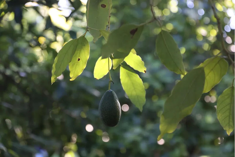 Türkiye'de ilk fidanı 55 yıl önce dikilen avokadonun üretimi katlanarak artıyor