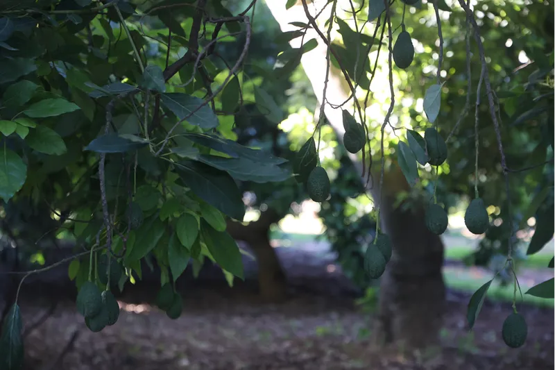 Türkiye'de ilk fidanı 55 yıl önce dikilen avokadonun üretimi katlanarak artıyor