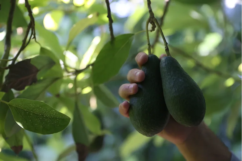 Türkiye'de ilk fidanı 55 yıl önce dikilen avokadonun üretimi katlanarak artıyor