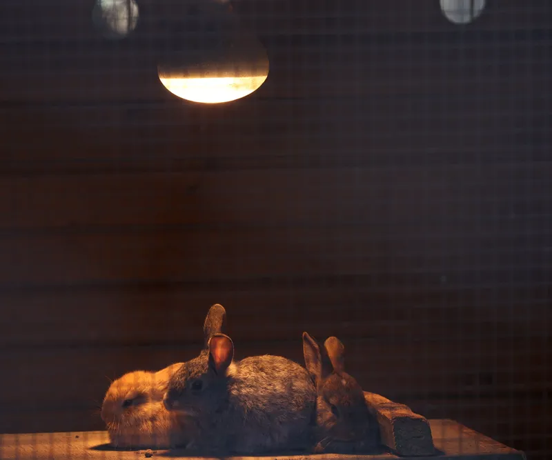 Antalya Doğal Yaşam Parkı'ndaki hayvanlar için kış tedbirleri alındı