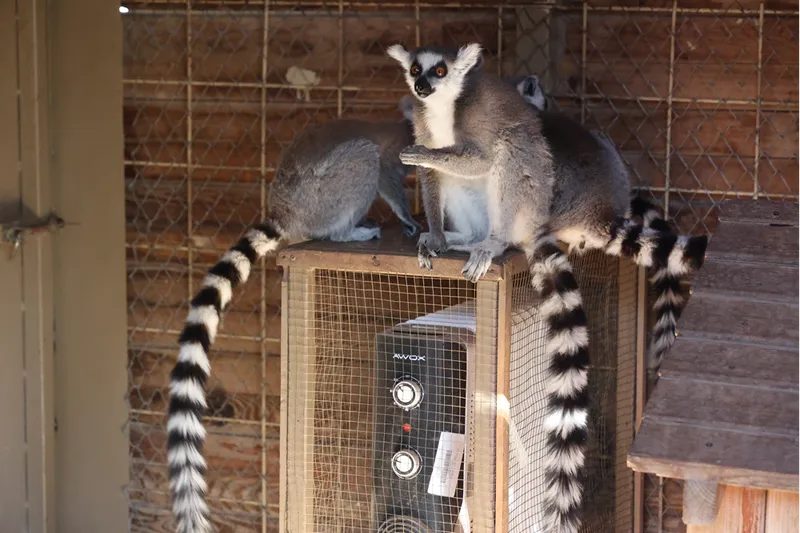 Antalya Doğal Yaşam Parkı'ndaki hayvanlar için kış tedbirleri alındı