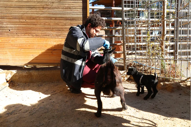 Antalya Doğal Yaşam Parkı'ndaki hayvanlar için kış tedbirleri alındı