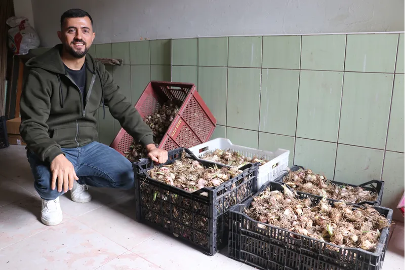 Adanalı girişimci, yetiştirdiği ak zambak soğanlarıyla ihracata hazırlanıyor 