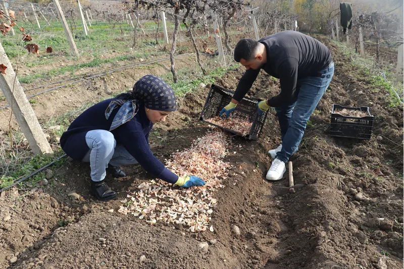 Adanalı girişimci, yetiştirdiği ak zambak soğanlarıyla ihracata hazırlanıyor 
