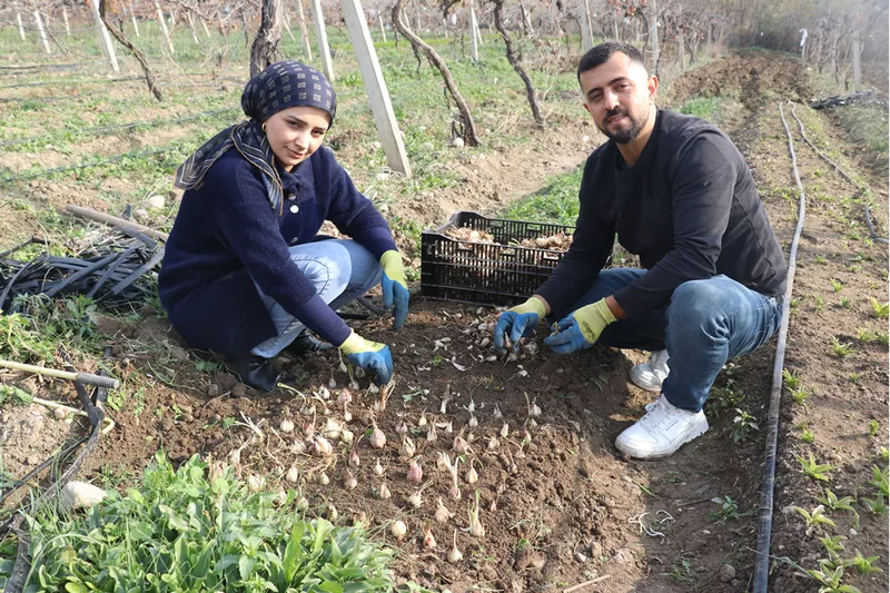 Adanalı girişimci, yetiştirdiği ak zambak soğanlarıyla ihracata hazırlanıyor 