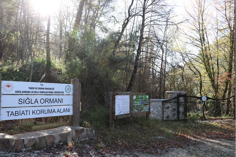 Koruma altındaki sığla ormanının güzellikleri tekne turuyla keşfediliyor