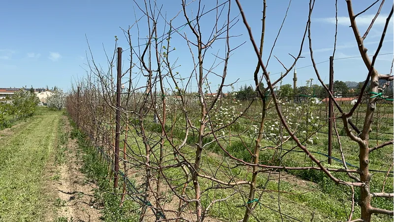 Türkiye'nin elma bahçesi Isparta'da zirai dona karşı yerli çeşitler geliştiriliyor