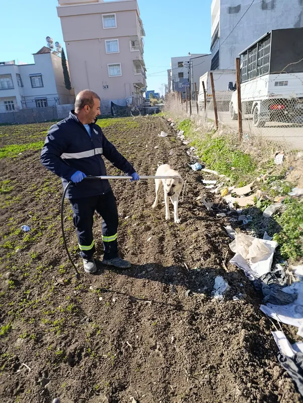 Adana'da sahipsiz köpekler ekipler tarafından toplanıyor