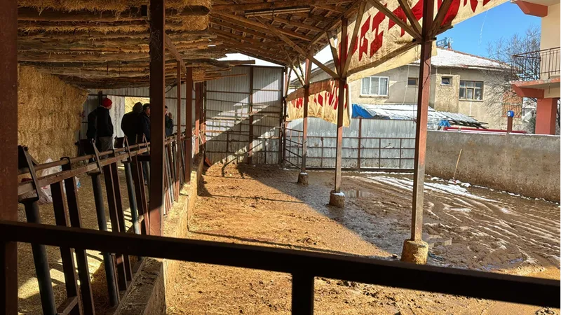 Burdur'da elektrik akımına kapılan 14 büyükbaş hayvan telef oldu